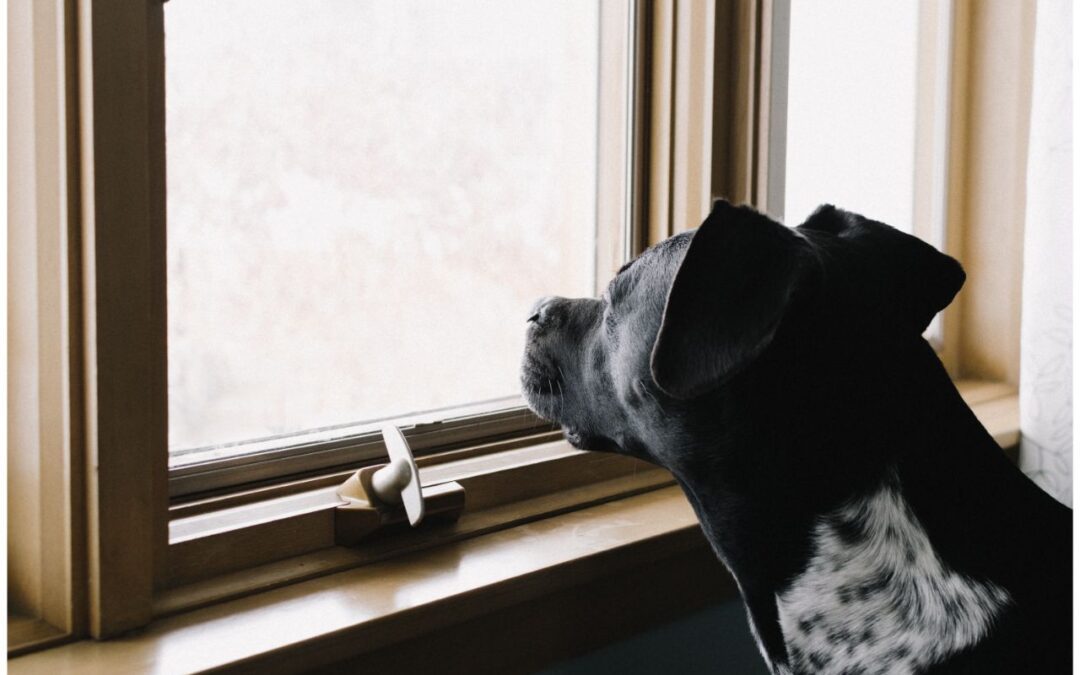 Black dog staring out of a window