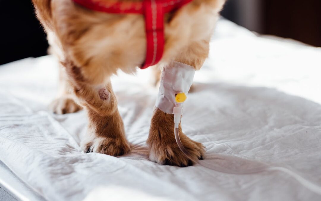 Dog’s leg wrapped up post-surgery